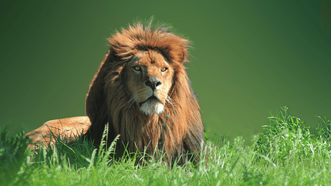 Rêver de lion: signification et interprétation