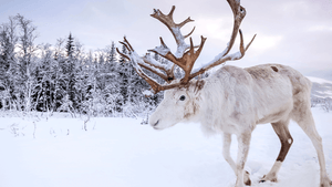 Rêver de rennes: quelles signification?