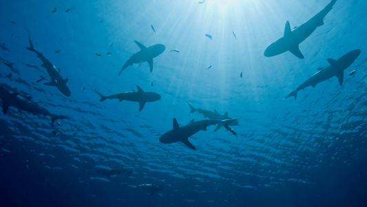 Rever de requin: signification et interpretation