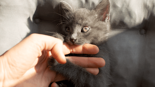 Rêver de se faire mordre par un chat: quelle signification?