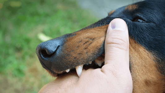 Rêver de se faire mordre par un chien: signification et interprétation