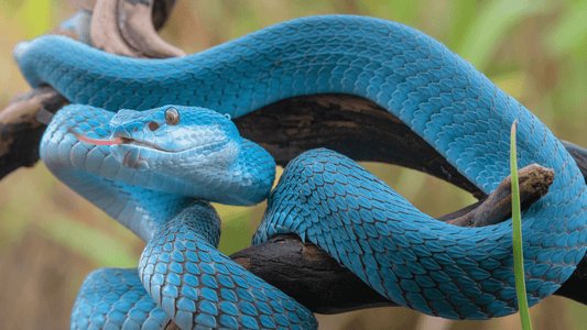 Rêver de serpent en Islam: signification et interprétation