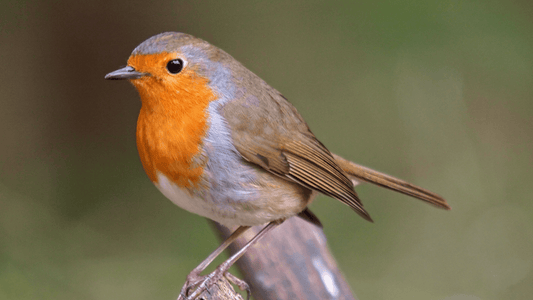 Rouge-gorge dans la maison signification