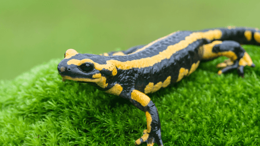 Salamandre dans la maison signification