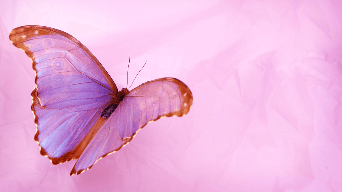 Quelles sont les 5 significations du Papillon?