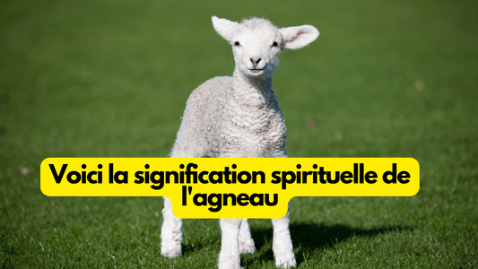 Voici la signification spirituelle de l'agneau