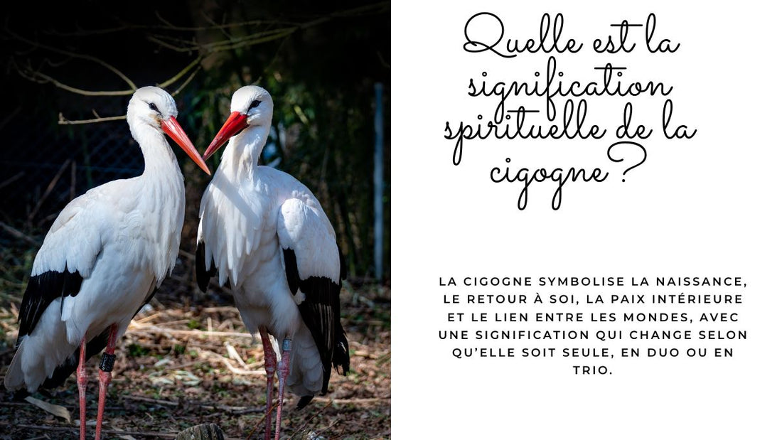 Cigogne signification spirituelle