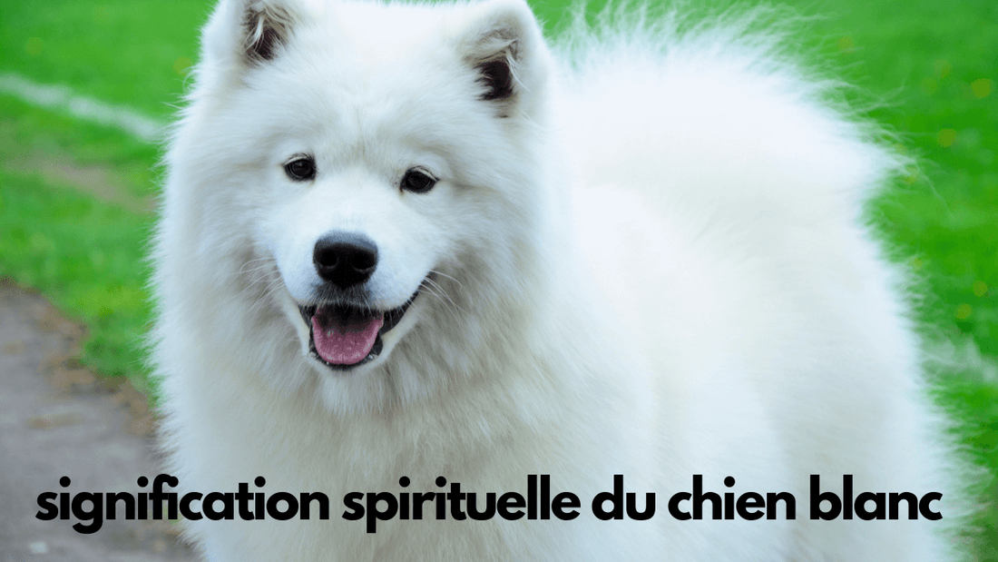 Signification spirituelle du chien blanc