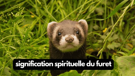 Furet signification spirituelle