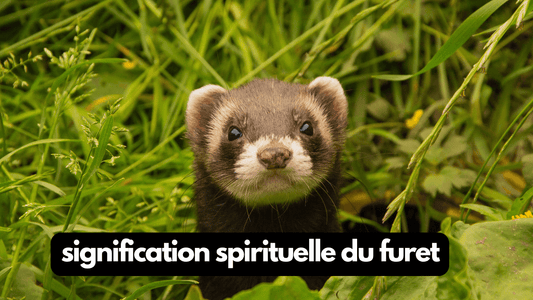 Furet signification spirituelle
