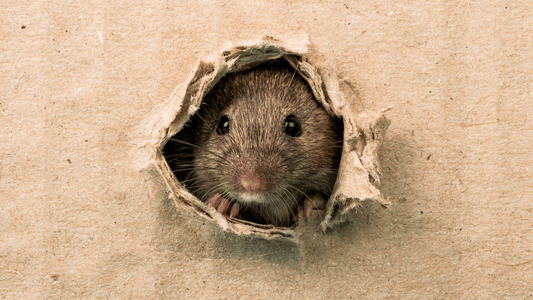 Souris qui rentre dans la maison signification