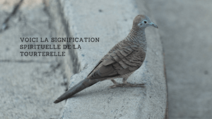 Voici la signification spirituelle de la tourterelle