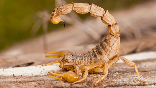 Trouver un scorpion dans la maison signification