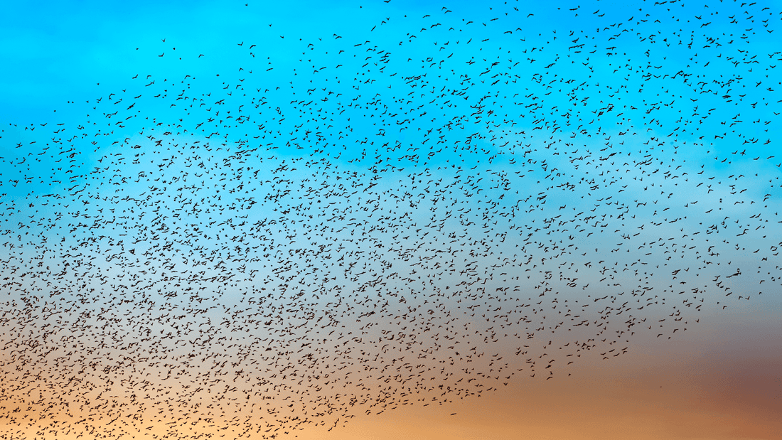 Vol d'oiseau en groupe signification spirituelle